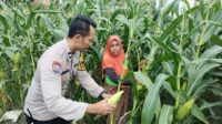Pekarangan Produktif, Desa Aman: Inisiatif Ketahanan Pangan Bhabinkamtibmas Labuapi
