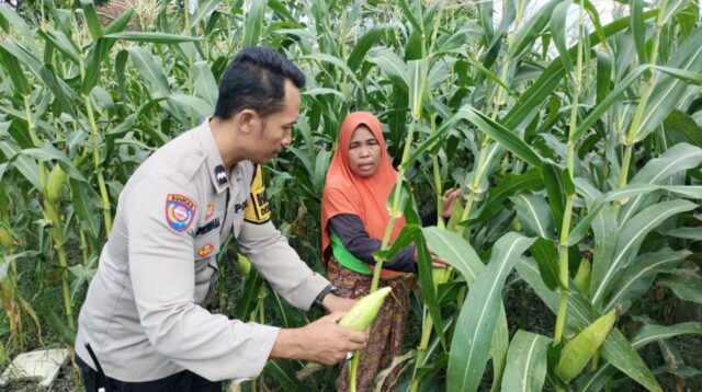 Pekarangan Produktif, Desa Aman: Inisiatif Ketahanan Pangan Bhabinkamtibmas Labuapi