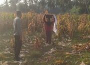 Bhabinkamtibmas Sekotong Dukung Petani Jagung, Begini Aksinya!