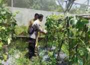 P2B di Labuapi, Warga Panen Sayur dan Buah di Pekarangan