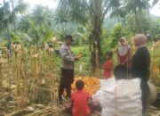 Sinergi Polri dan Petani: Bhabinkamtibmas Kawal Panen Jagung di Lombok Barat