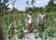 Pemanfaatan Lahan Kosong, Solusi Ketahanan Pangan di Lombok Barat
