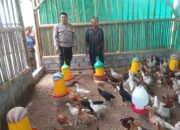 Kunjungi Peternak Ayam, Bhabinkamtibmas Sosialisasikan Ketahanan Pangan