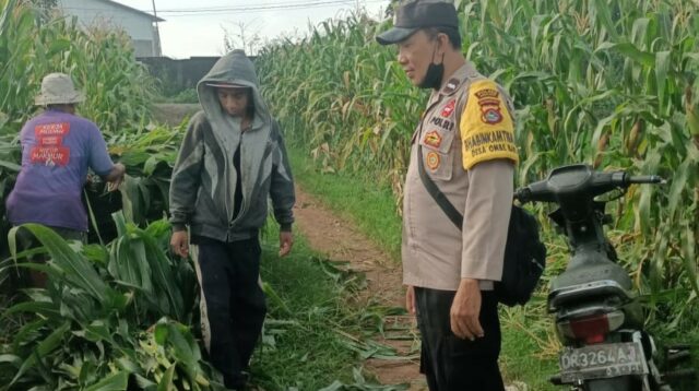 Bhabinkamtibmas Dampingi Panen Jagung di Ombe Baru Dukung Swasembada Pangan