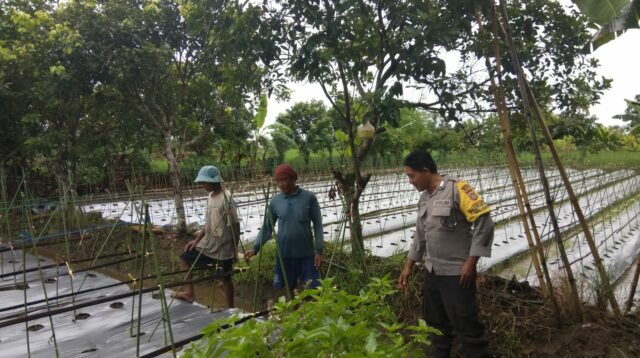 Bhabinkamtibmas Desa Kediri Dukung Ketahanan Pangan Lewat Sambang Petani