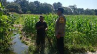 Bhabinkamtibmas Gerung Selatan Perkuat Ketahanan Pangan dan Kamtibmas Melalui Silaturahmi