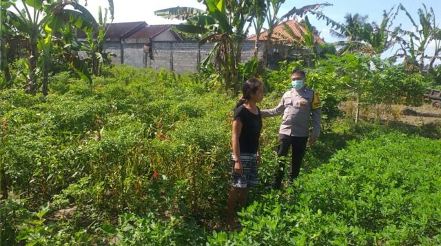 Ketahanan Pangan Desa Jagaraga Diperkuat Lewat Pendampingan Polri