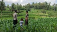 Bhabinkamtibmas Mareje Dukung Petani Jagung di Lembar