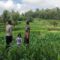 Bhabinkamtibmas Mareje Dukung Petani Jagung di Lembar
