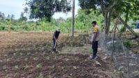DDS Polsek Sekotong Dorong Pemanfaatan Lahan Pertanian Warga