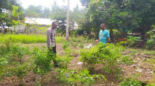 Dukung Ketahanan Pangan, Polisi Edukasi Warga Sekotong Tanam Cabai