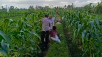 Kuripan Utara Siapkan Pola Tanam Adaptif di Musim Tak Menentu