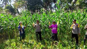 Dukung Ketahanan Pangan, Polri Hadir dalam Panen Raya Jagung NTB