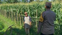 Pekarangan Bergizi, Inisiatif Ketahanan Pangan di Dasan Geres