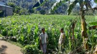 Polisi Sambangi Petani Jagung di Sekotong Timur, Dukung Ketahanan Pangan