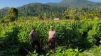 Polsek Lembar Dampingi Warga Mareje Timur Atur Tanam Jagung