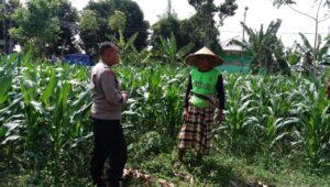 Dukung Ketahanan Pangan, Polisi Ajak Petani Manfaatkan Lahan Kosong