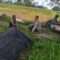 Polres Lombok Barat Dukung Petani Wujudkan Ketahanan Pangan di Lembar