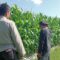 Polsek Lembar Dampingi Petani Jagung di Gunung Gundil