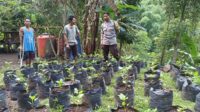 Sinergi Polri dan Warga Batulayar untuk Pekarangan Bergizi