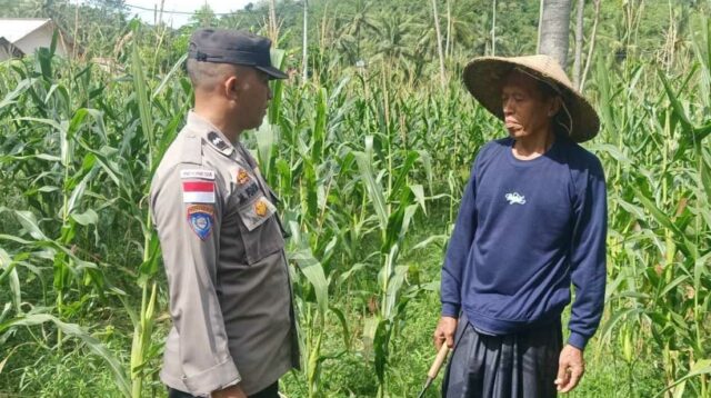 Bhabinkamtibmas Sekotong Dukung Petani Jagung Wujudkan Ketahanan Pangan