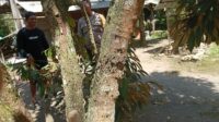 Ketahanan Pangan Desa Merembu Didorong Lewat Jalan Usaha Tani Baru