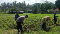 Sinergi Polisi-Warga Kuripan, Ketahanan Pangan Dimulai dari Pekarangan
