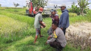 Sinergi Petani dan Polisi di Kediri Lombok Barat, Wujudkan Swasembada Jagung