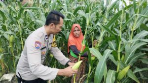 Pekarangan Produktif, Desa Aman: Inisiatif Ketahanan Pangan Bhabinkamtibmas Labuapi
