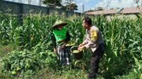 Polsek Labuapi Edukasi Warga Desa Jerneng untuk Tanam Sayur